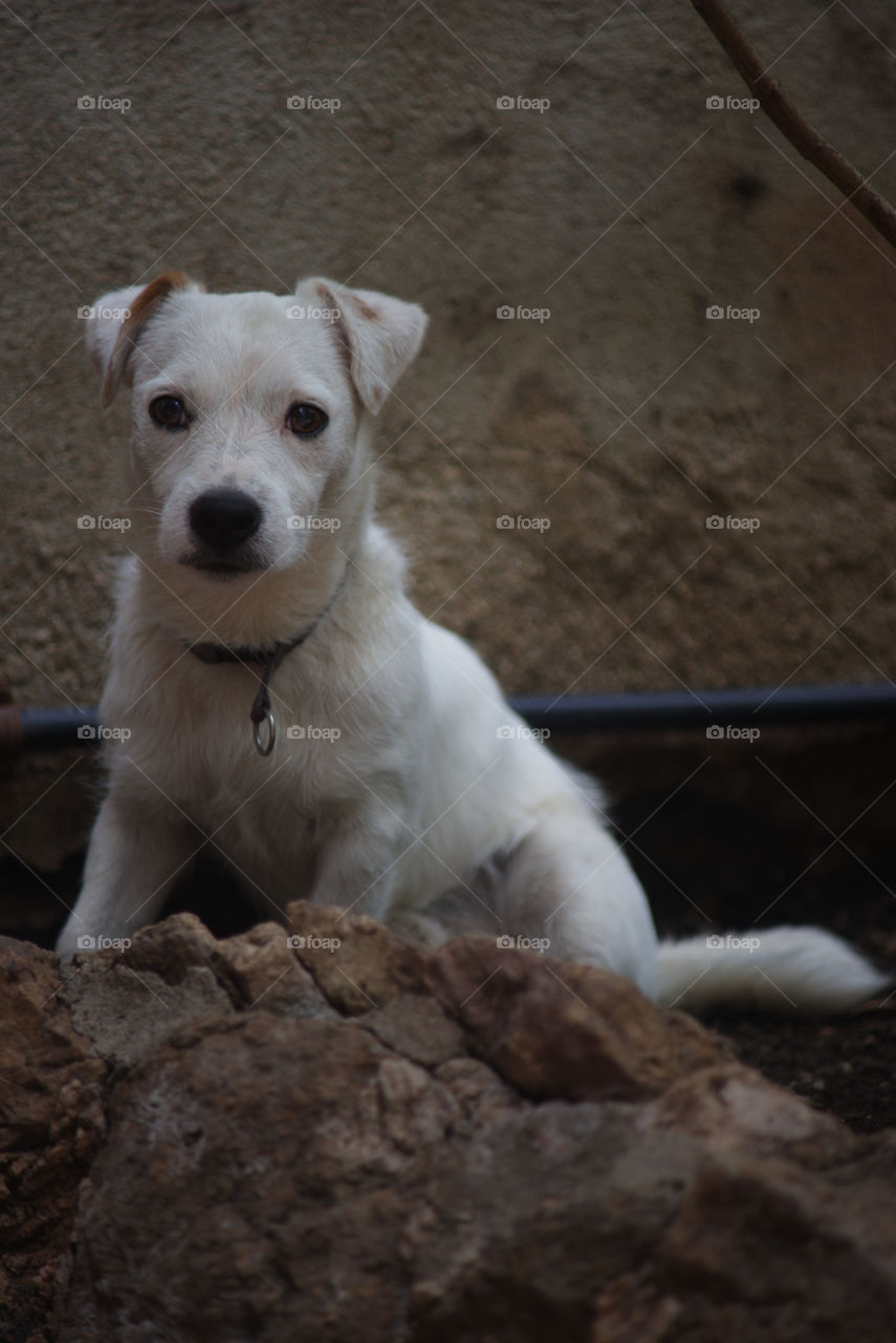 Whitty esperando que le abran el grifo del agua. 