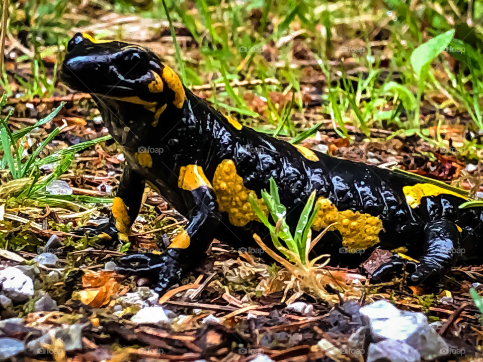 Fire salamander 