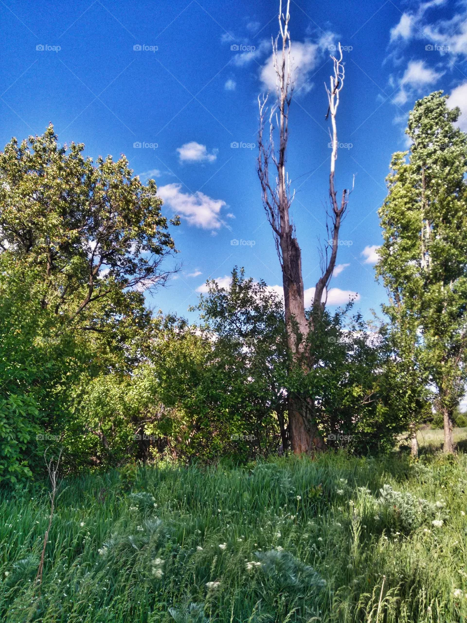 Nature walk