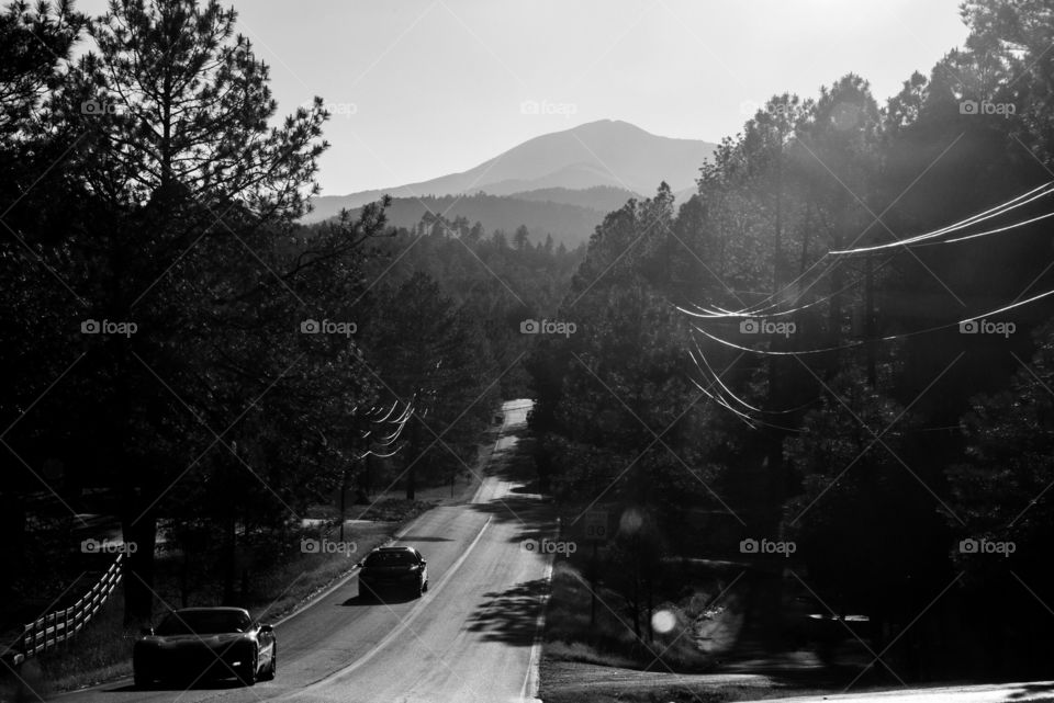 Dusk over a forest road