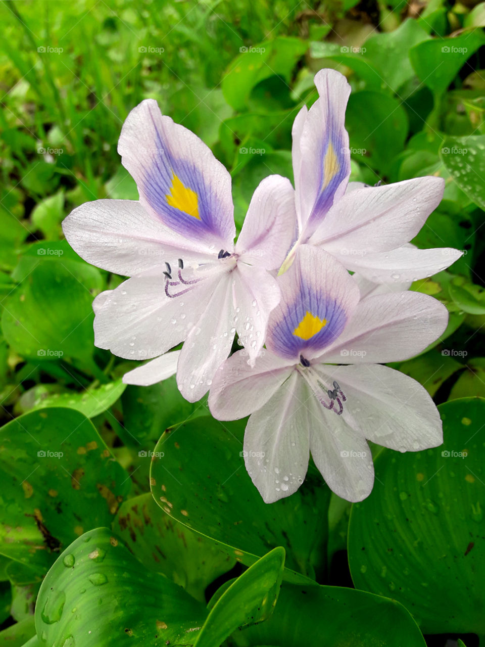 water Hyacinth flower.