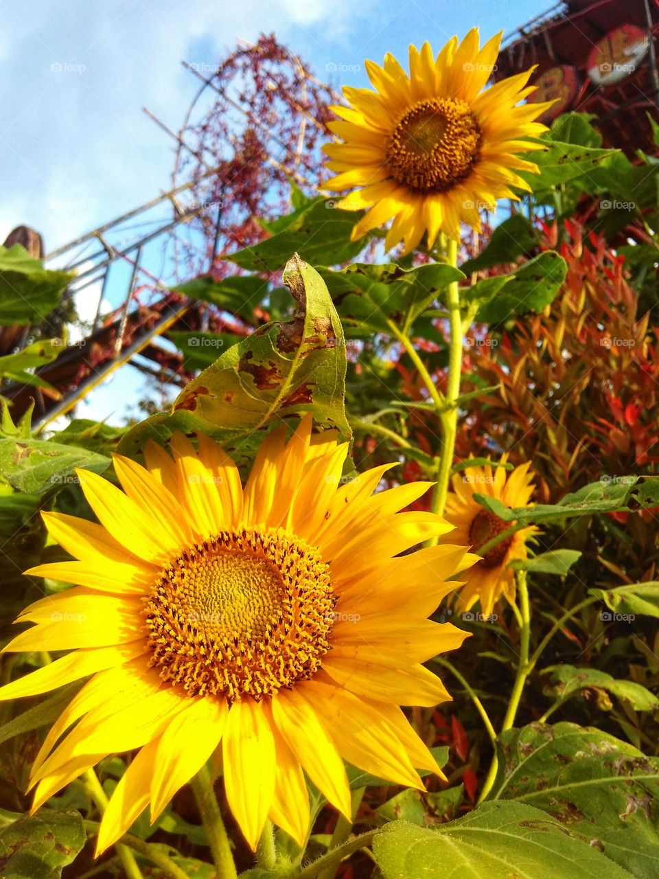 Sunflowers in the garden
