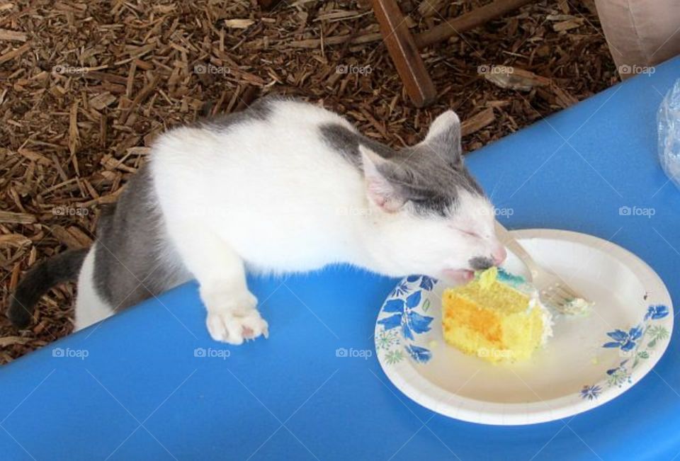 barn cat sneaking some cake