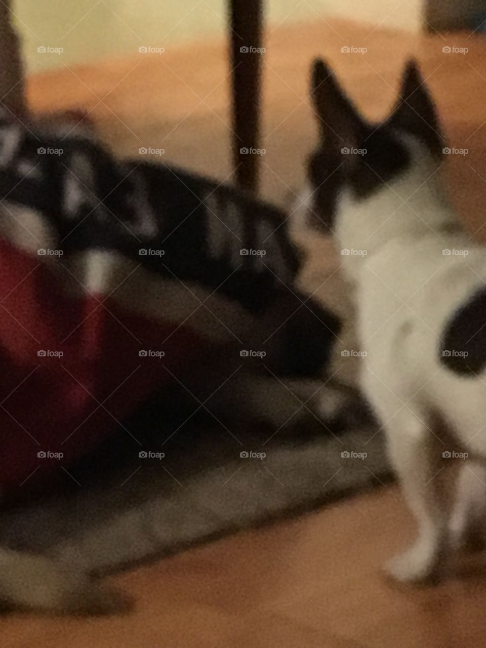 Bear are you hiding from me? I see you! I’m gonna get you just you wait and see.