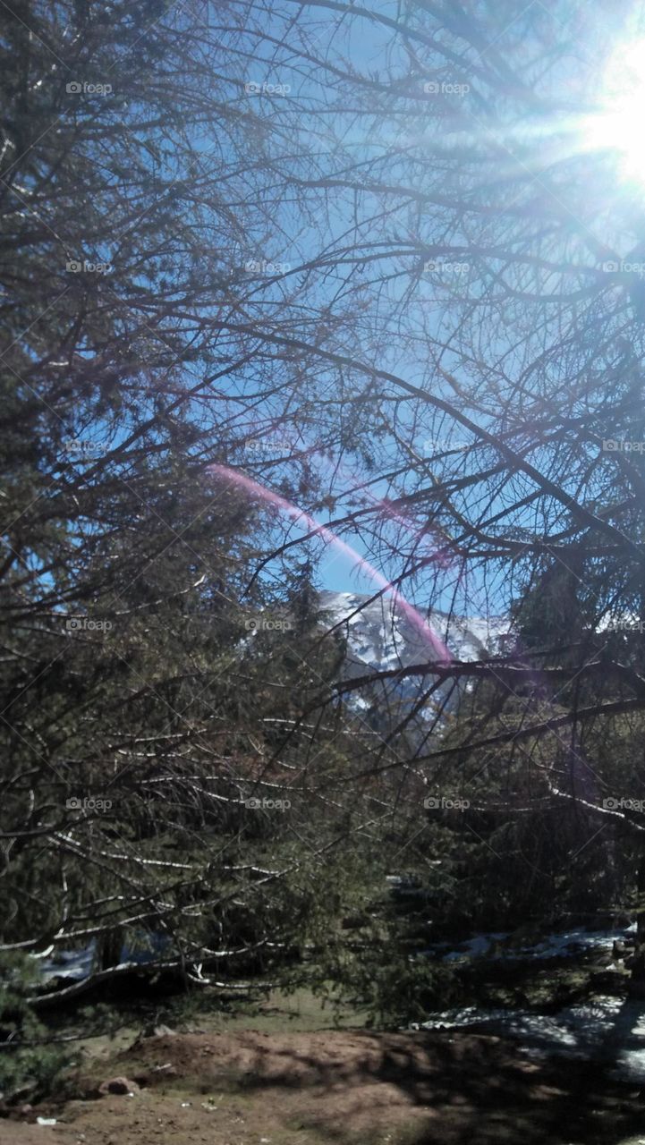 Sunlight cuts through jungle trees in the middle of the mountains.