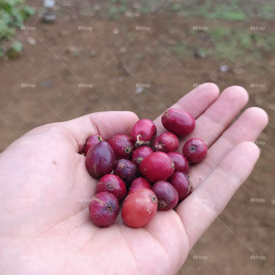 red coffee fruit in hand