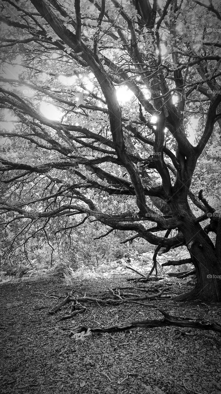 Beautiful oak, light through the branches, strong roots, Purdis Farm, Ipswich, UK