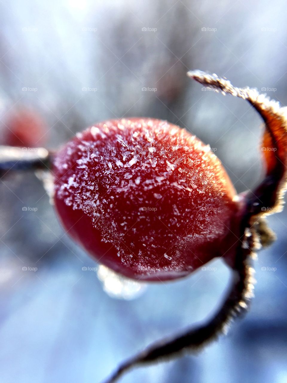 Rosehip. Frozen rosehip 