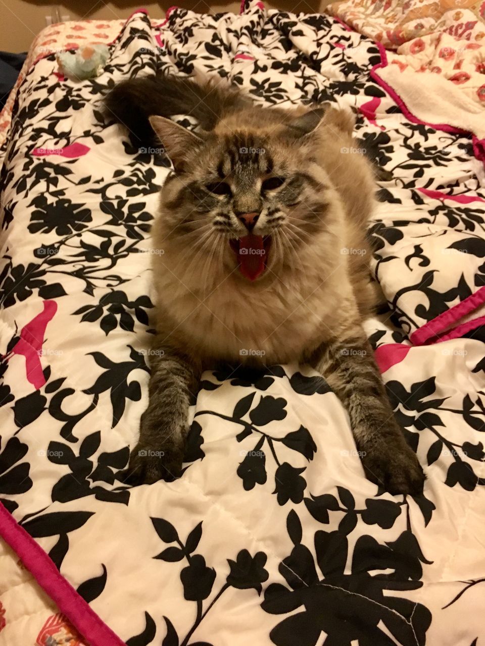Ragdoll cat, yawning while laying on a blanket.