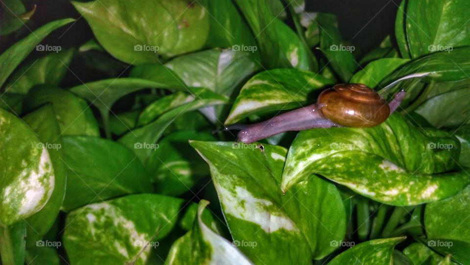 snail guerrilla night