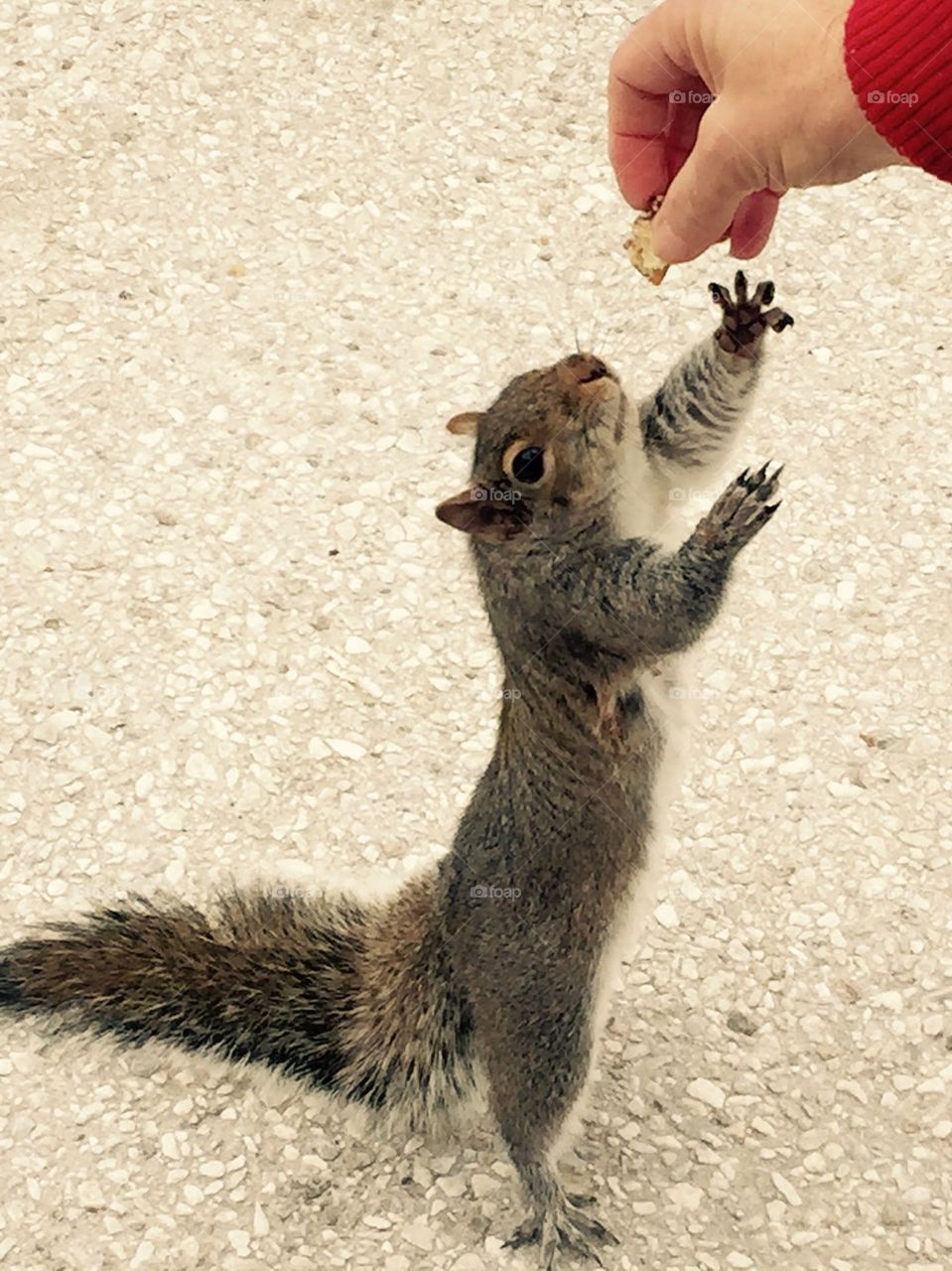 Feeding a squirrel 