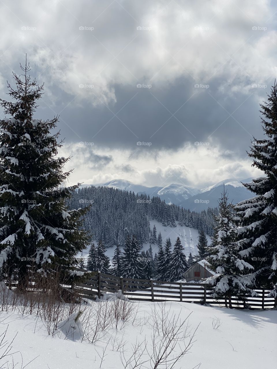 Mountains, trees and a lot of snowflakes