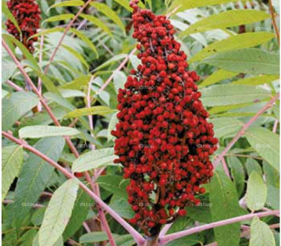 Sumac