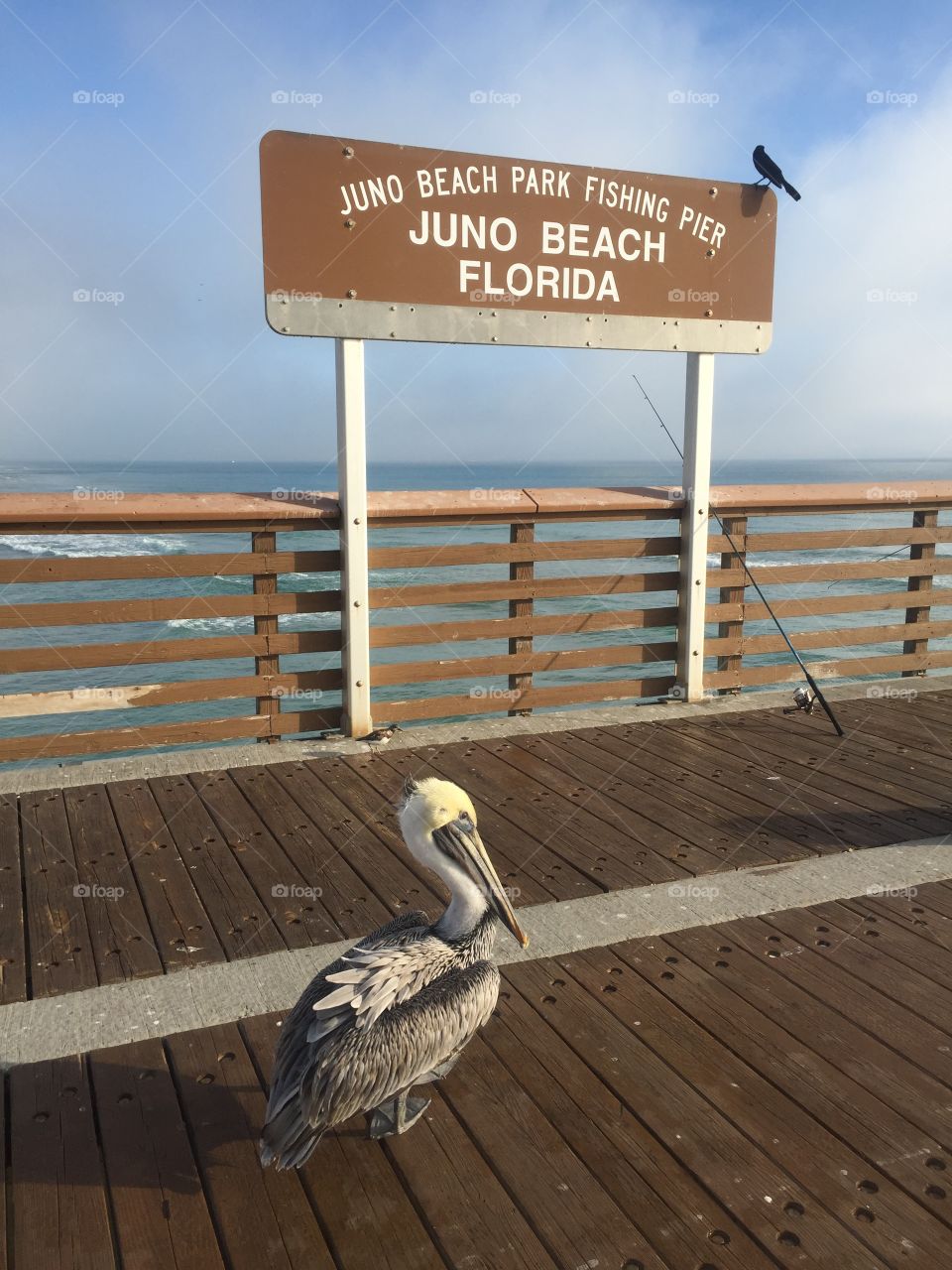 Pelican at the Juno Beach pier