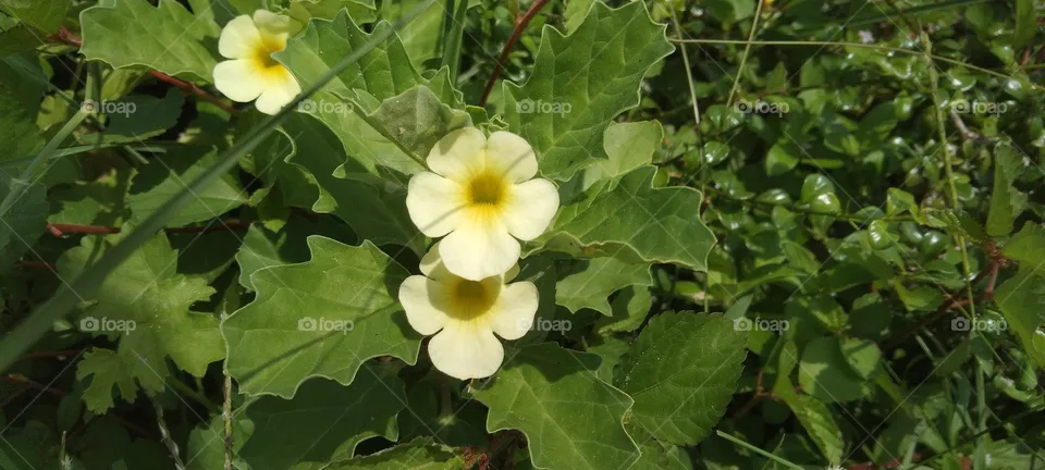 flower