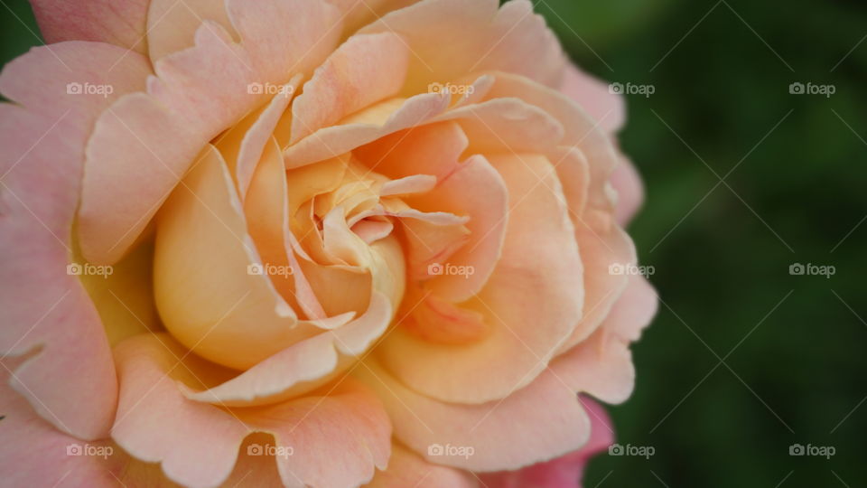 Rose flower