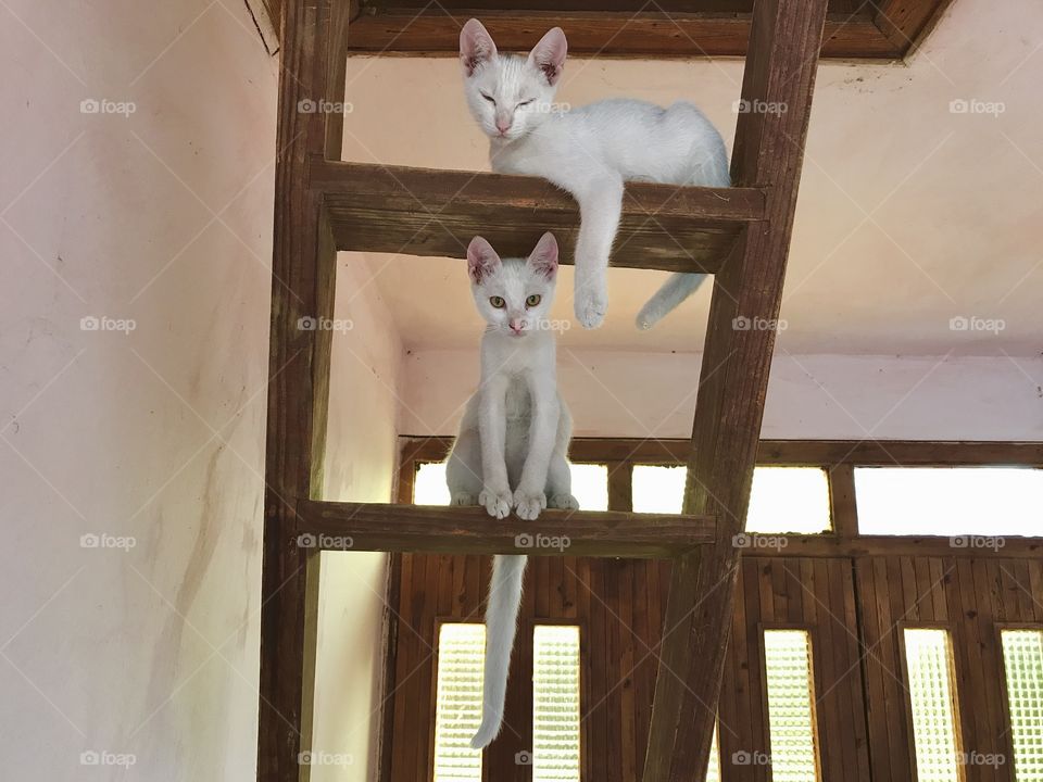 Two half Siamese, white cats, sitting on ladders and relaxing during the sunny and bright day. Behind them is a wooden gate entrance with bright yellow windows.