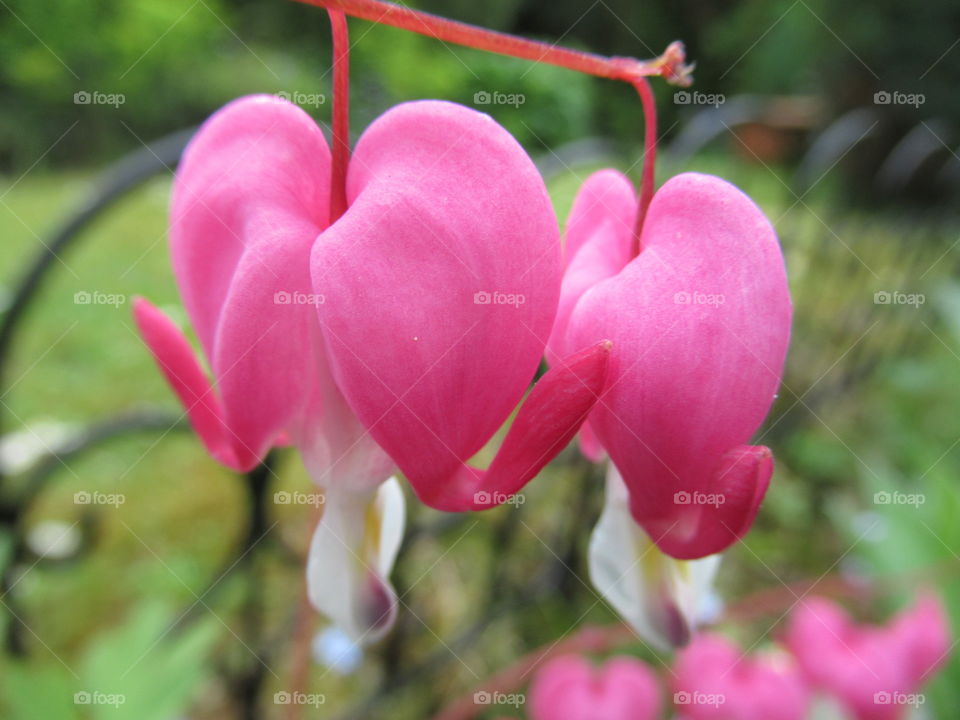 Dicentra (Bleeding Heart)