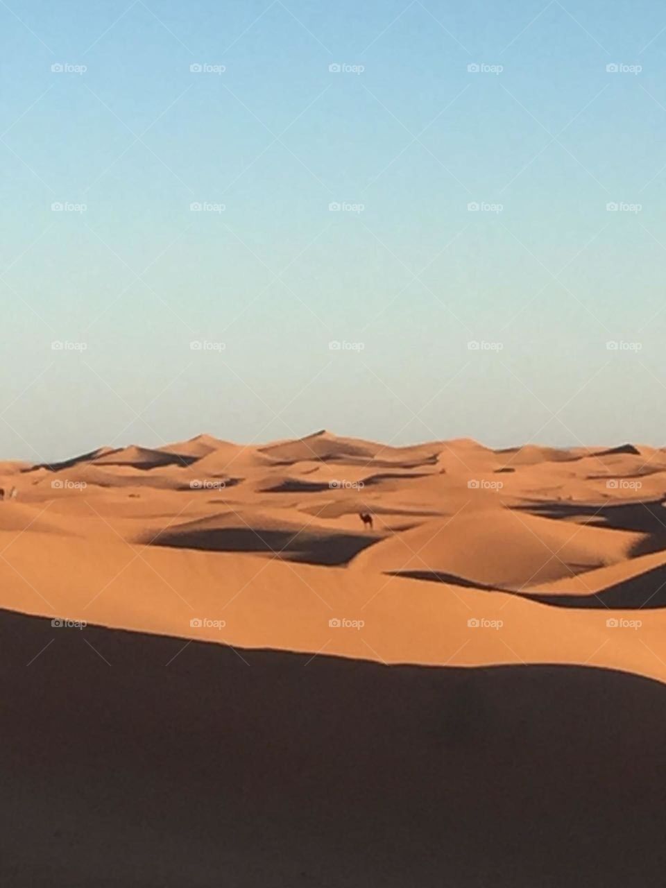 sand dunes and camel what a beautiful view of desert