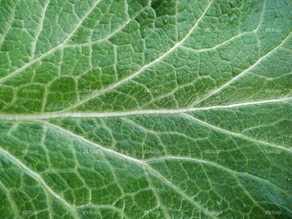 Full frame shot of green leaf