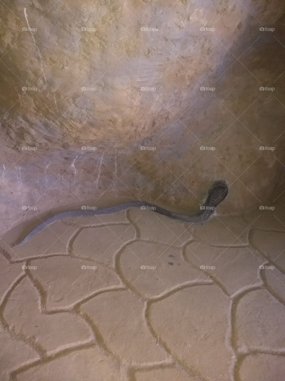 snake in cave