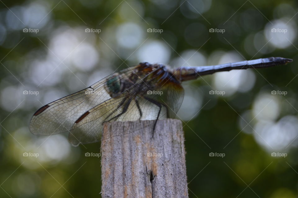 Dragonfly. dragonfly  on post