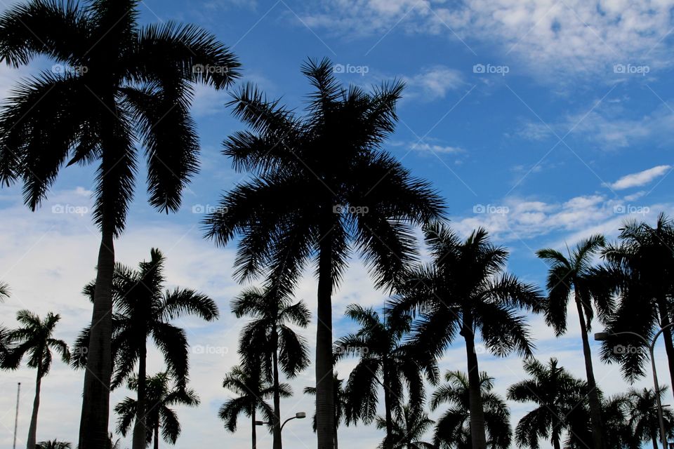 Palmtrees in Miami