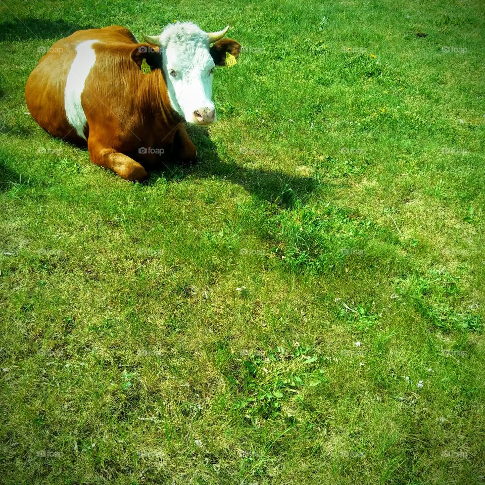 Cow on the grass.
