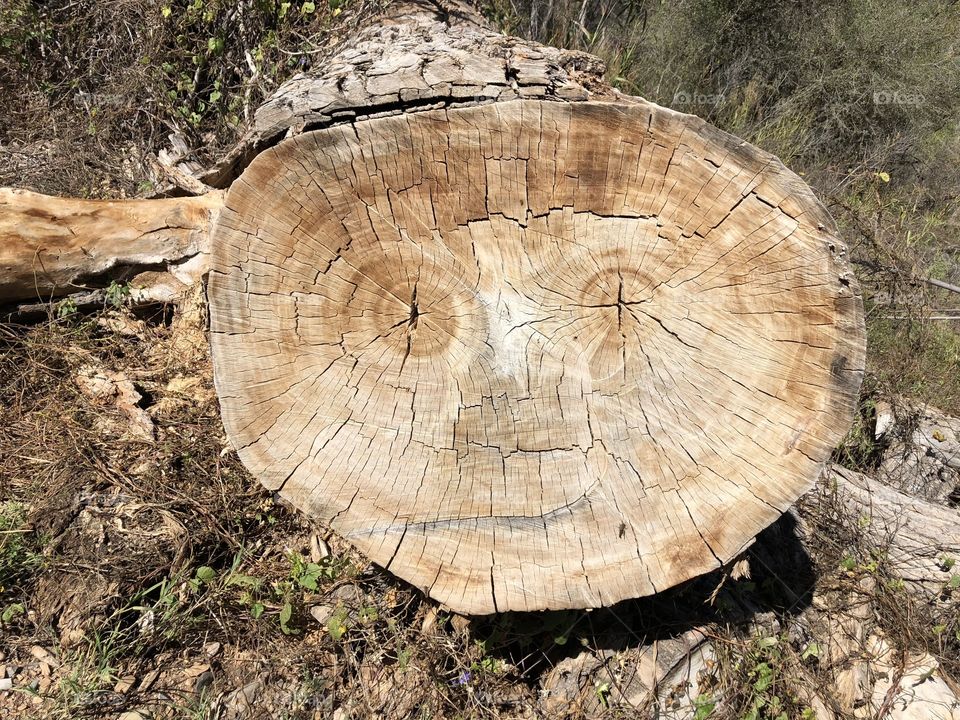 Nature wood face spirit