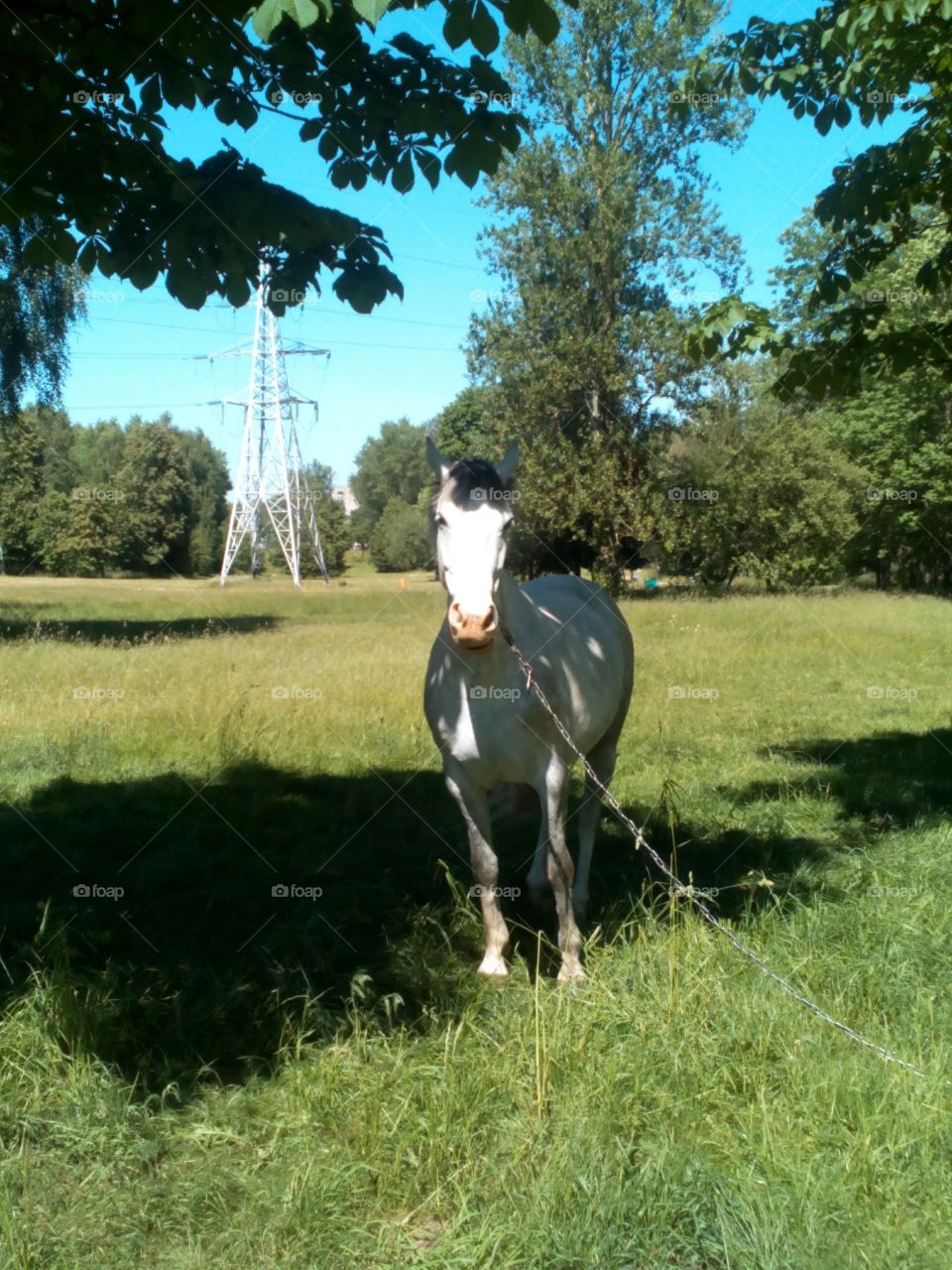 Grass, Outdoors, Mammal, Cavalry, Hayfield