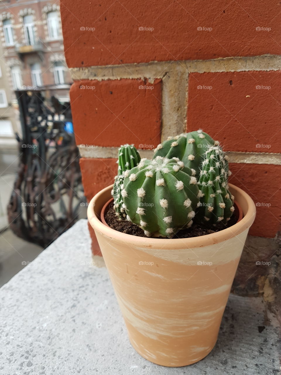 Cactus pot on the outside