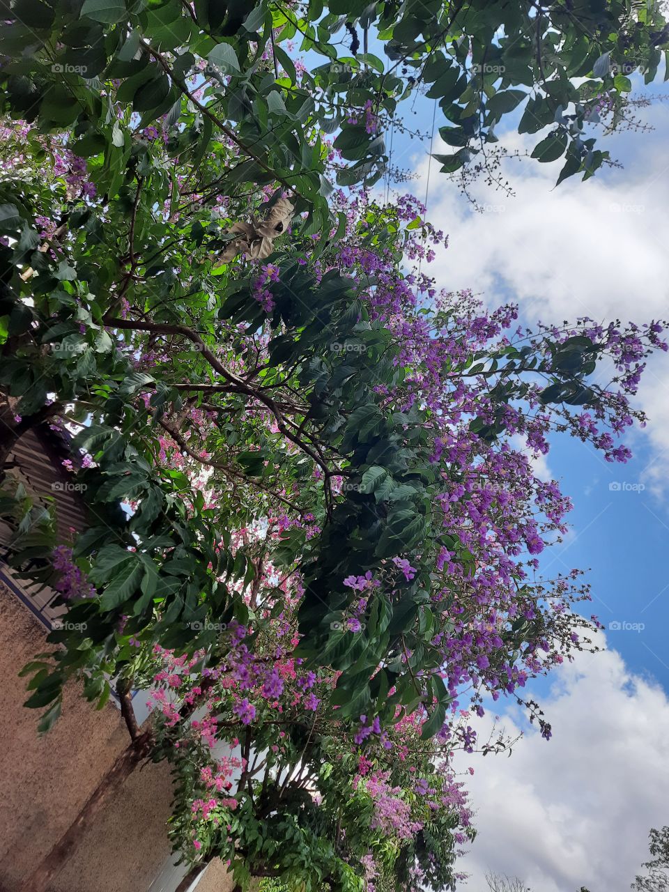 trees with pink flowers