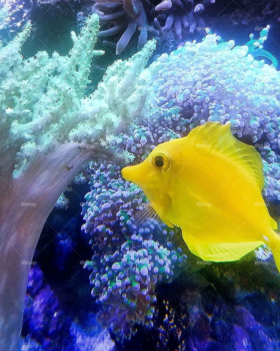 Yellow tang