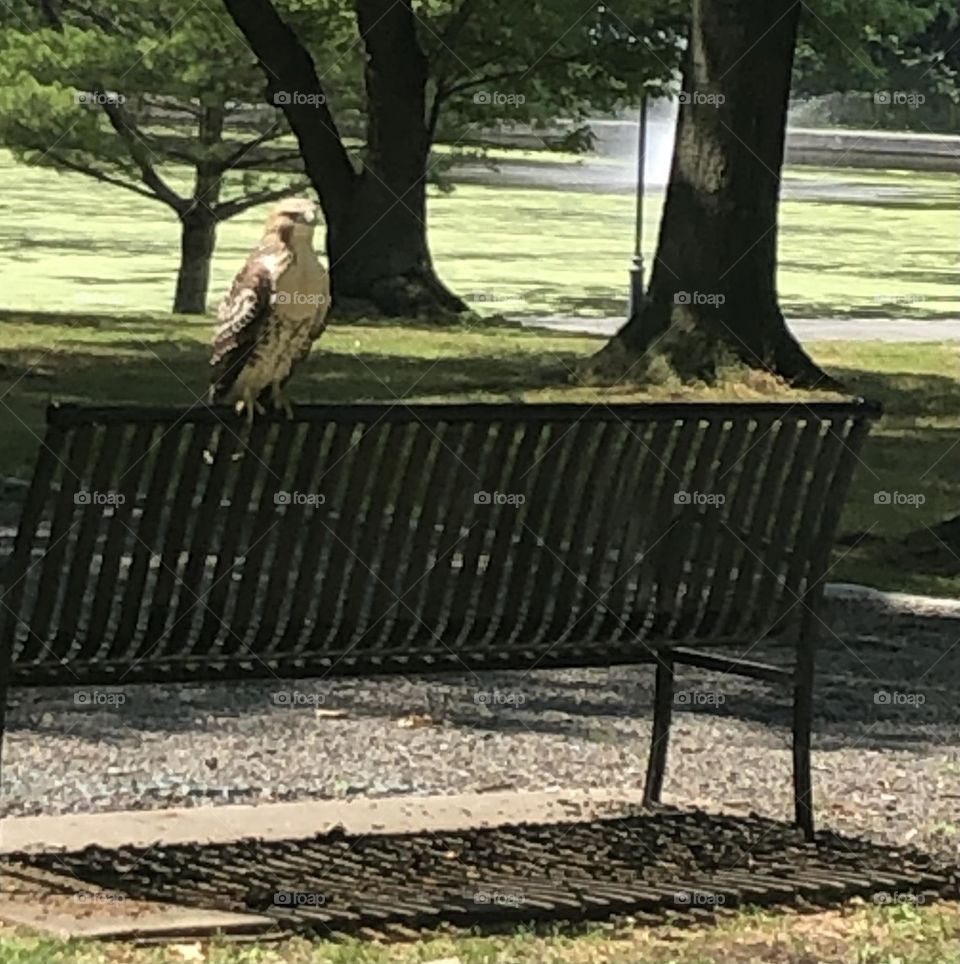 Red tail hawk on a bench