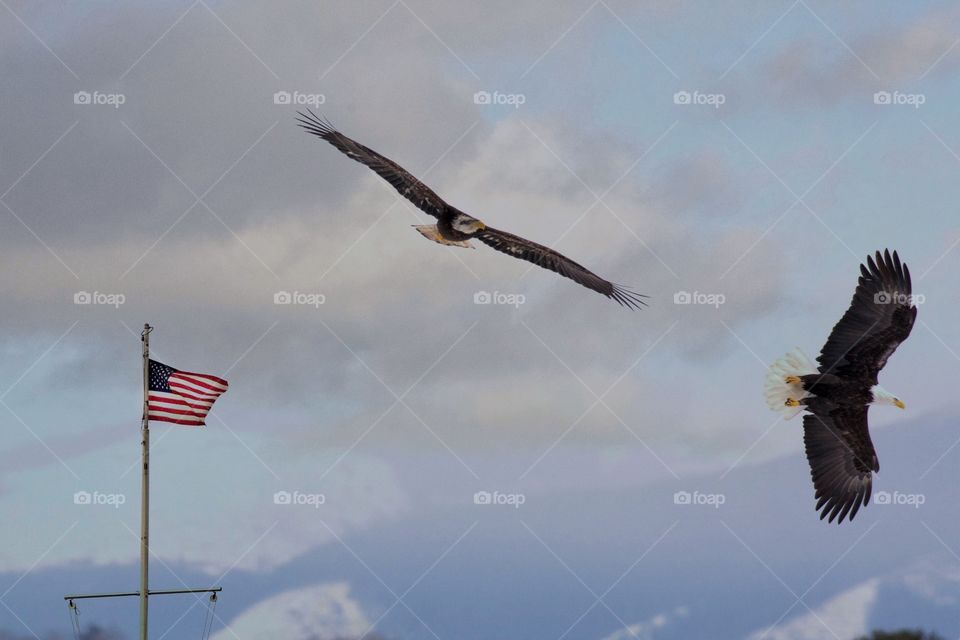 Eagles soaring in front of the flag