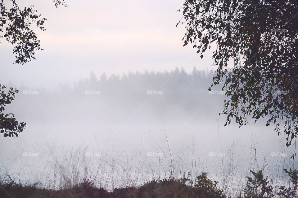 Foggy lake