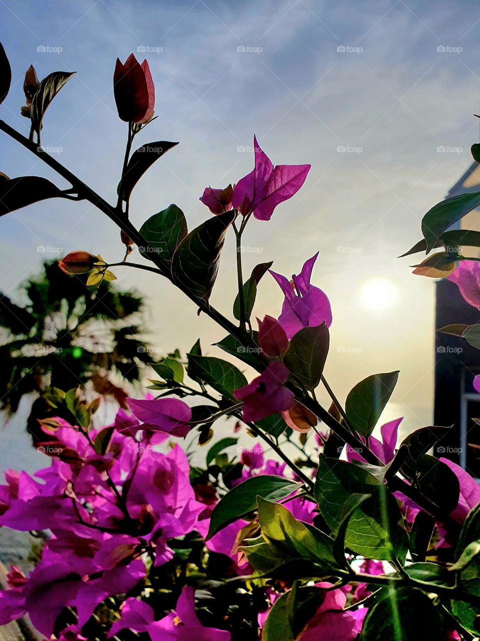 flowers in pink with the spanish sunset in the background