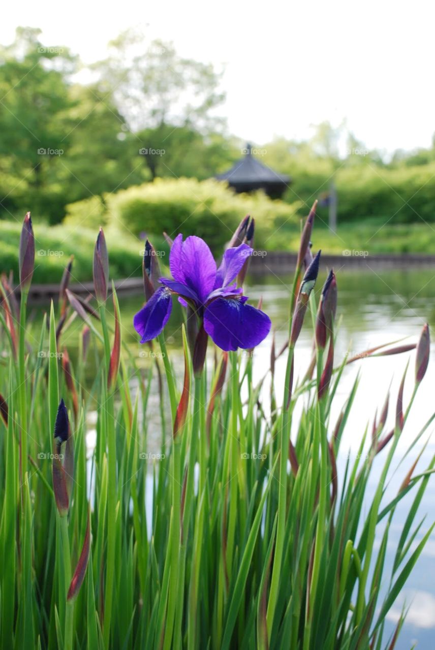 Purple bearded iris by a pond . A beautiful iris bloom near a pond