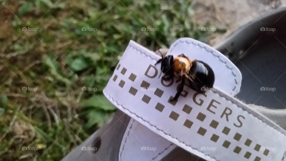 ground bee. attacked my foot