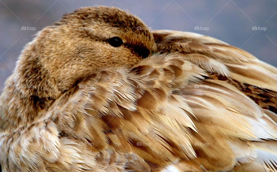 A Beautiful Duck Falling Asleep