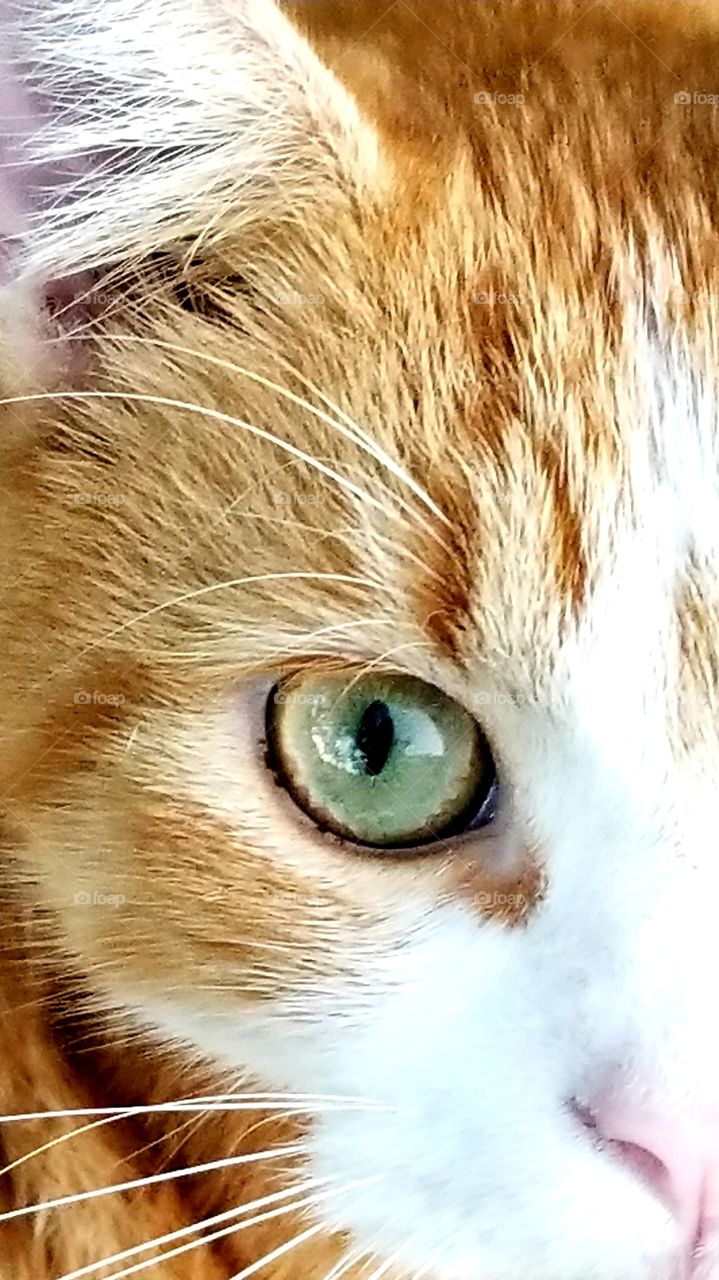 closeup cat eye