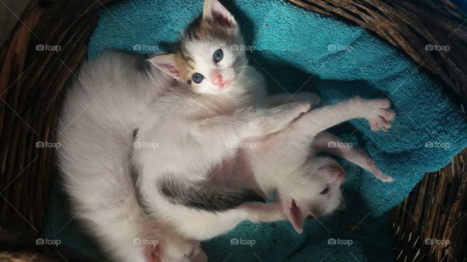 cute little nest of white kittens