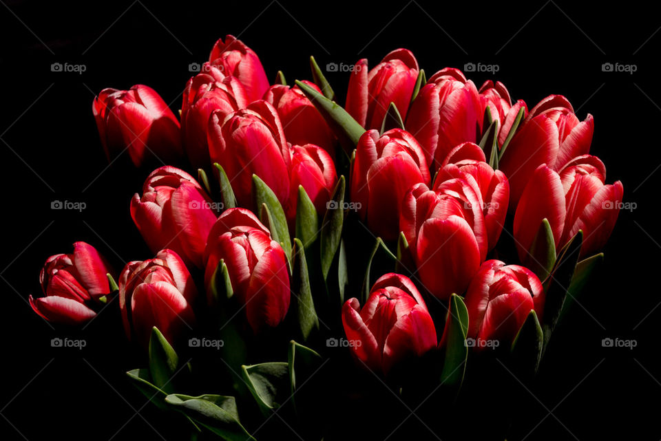 Red tulips