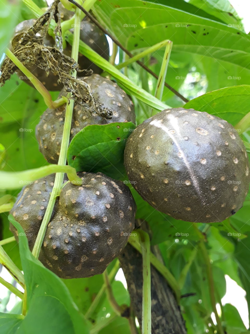 Cara-moela conhecido como cara-do-ar, contem oxatato de calcio, favorede aos calculos renais. Este esta plantado na Horta de minha mae em Caiaponia, Goias/ Brasil.