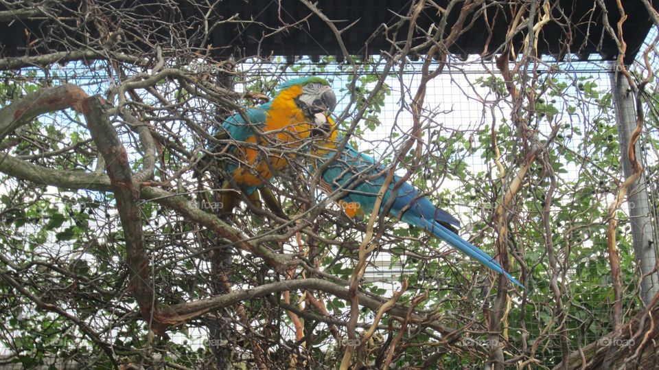 Amazon parrots 