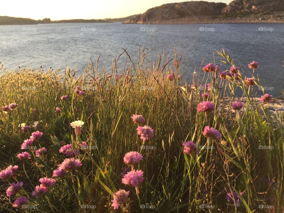 Summer landscape by the sea