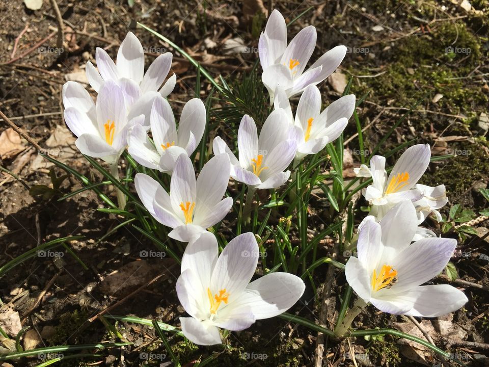 White crocus