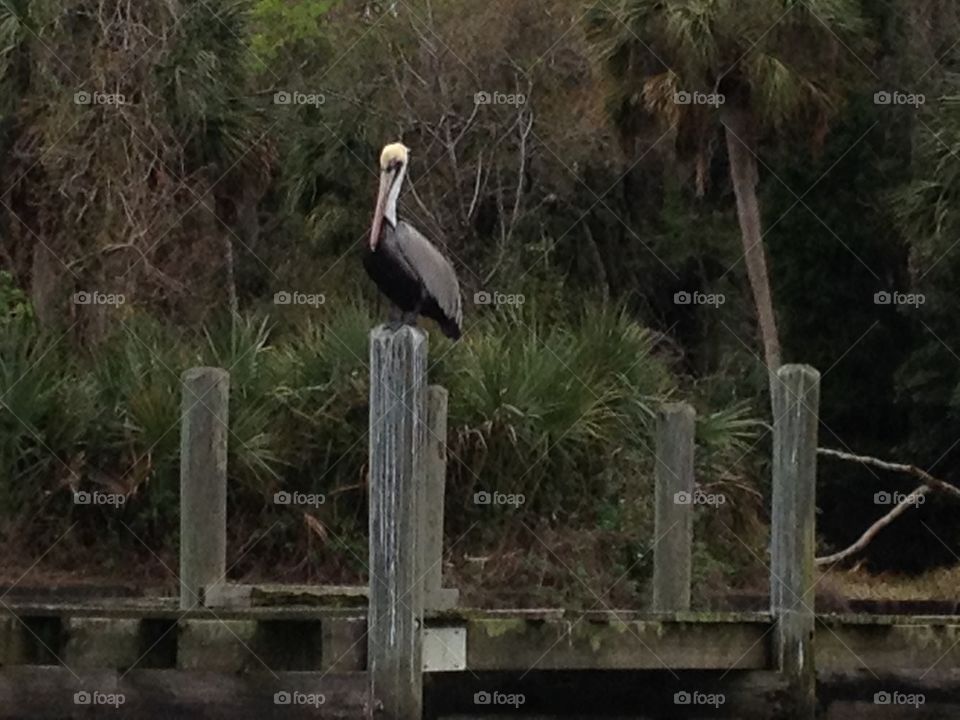 The Pelicans watch