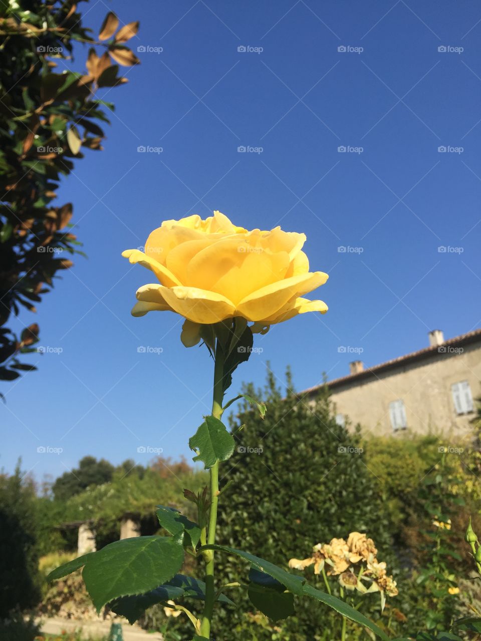 RIP My Sweetheart, Steve