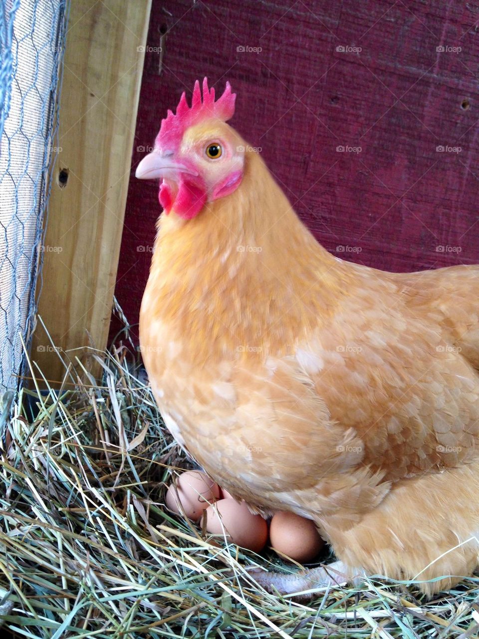 Hen Sitting on Eggs